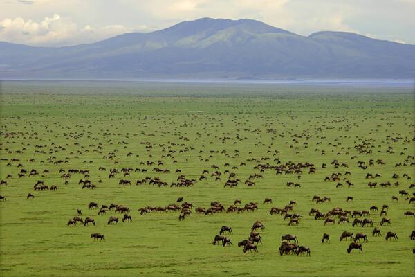 Serengeti_Gnus_7765