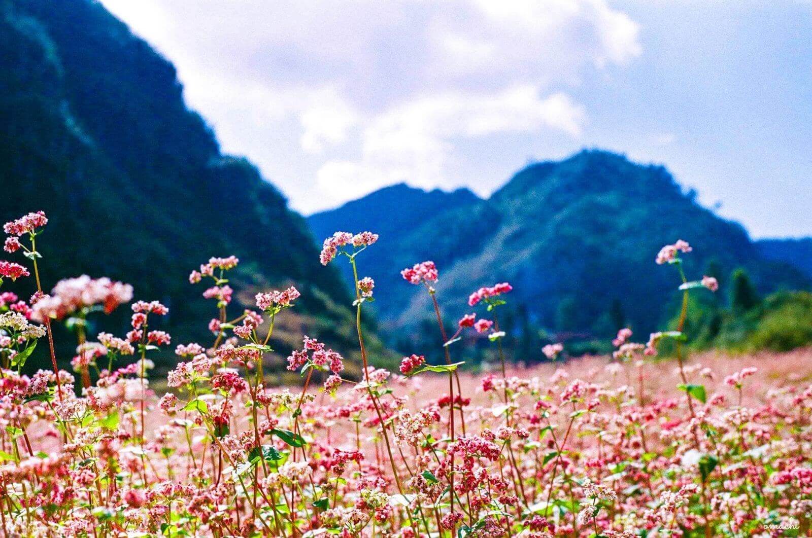 Tour Hà Giang Cao Bằng Bản Giốc 5 Ngày…