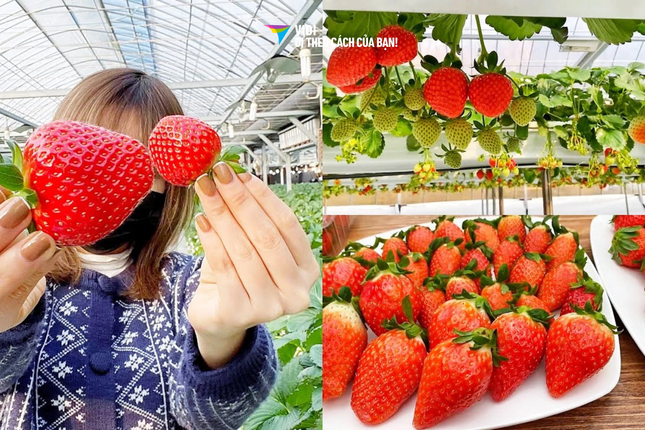 Tour Hàn Quốc: TP.HCM - Seoul - Lotte World - Làng cổ - Trượt tuyết – Hái dâu 5 ngày 4 đêm