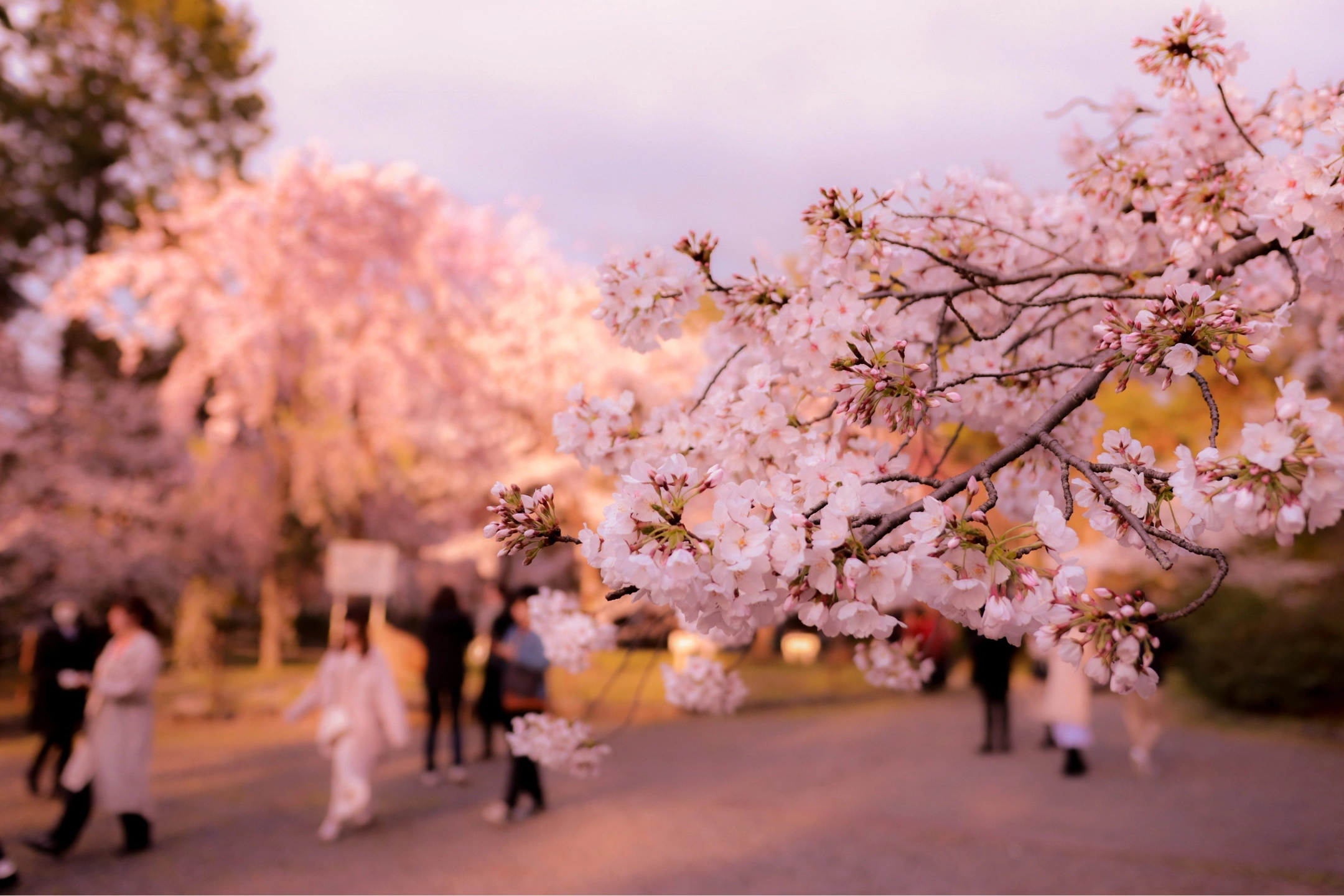 Tour du lịch Nhật Bản hot nhất tại Vidi