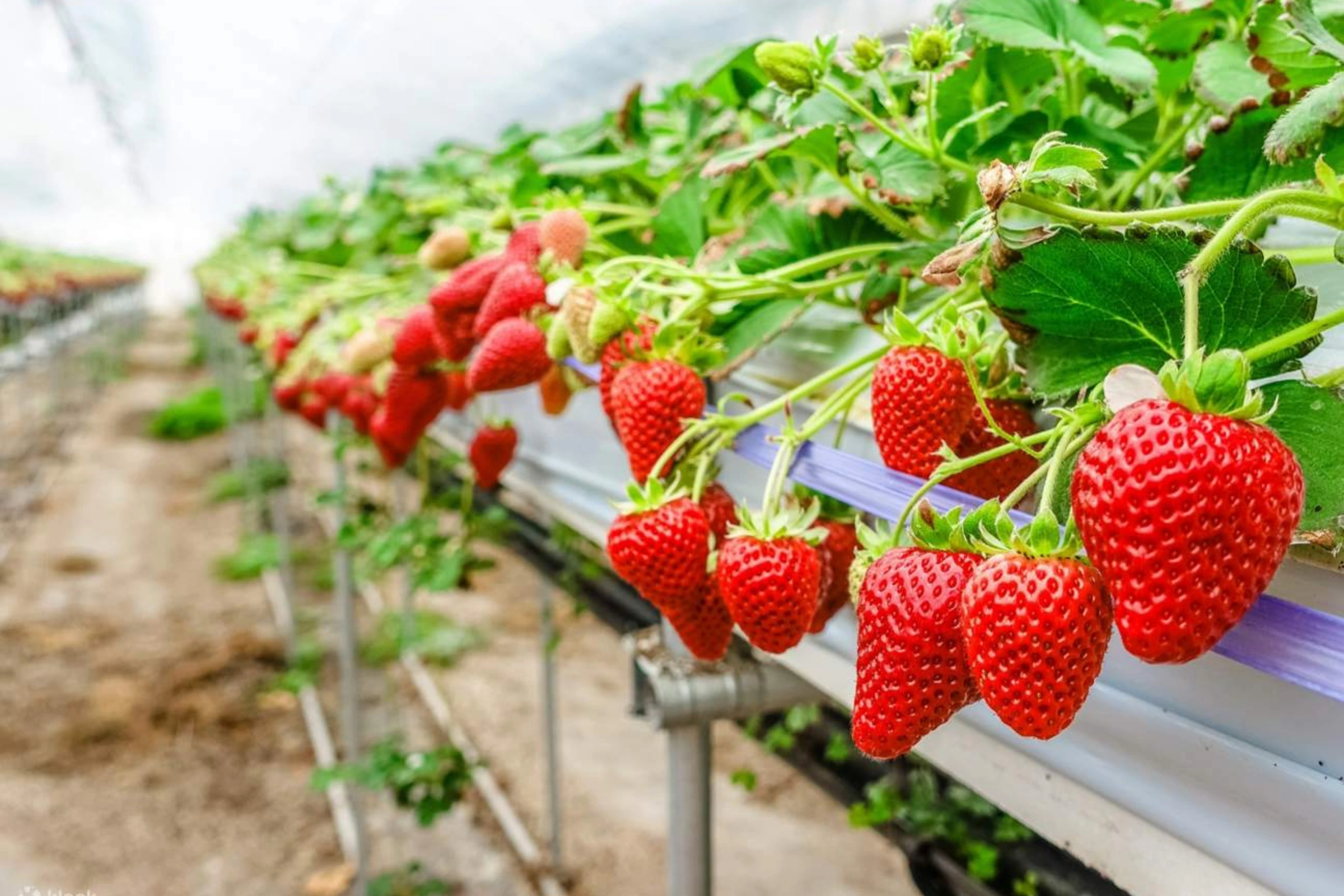 Đón Giáng sinh tại xứ sở Kim chi | Tour Hàn Quốc: Busan - Jeonju - Seoul - Trượt tuyết Elysian - Hái dâu tây