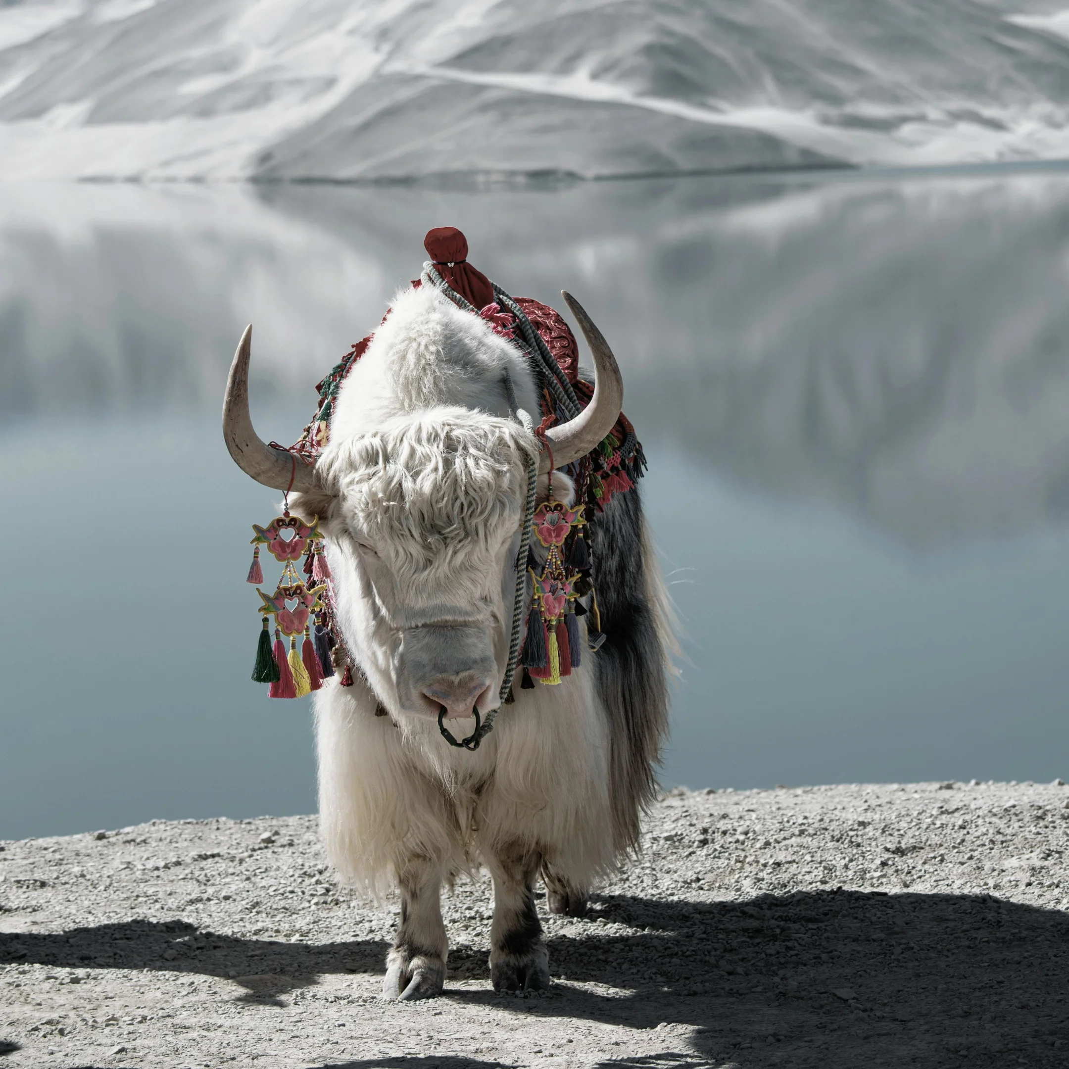 Tour Nam Tân Cương Tết Dương Lịch 2026