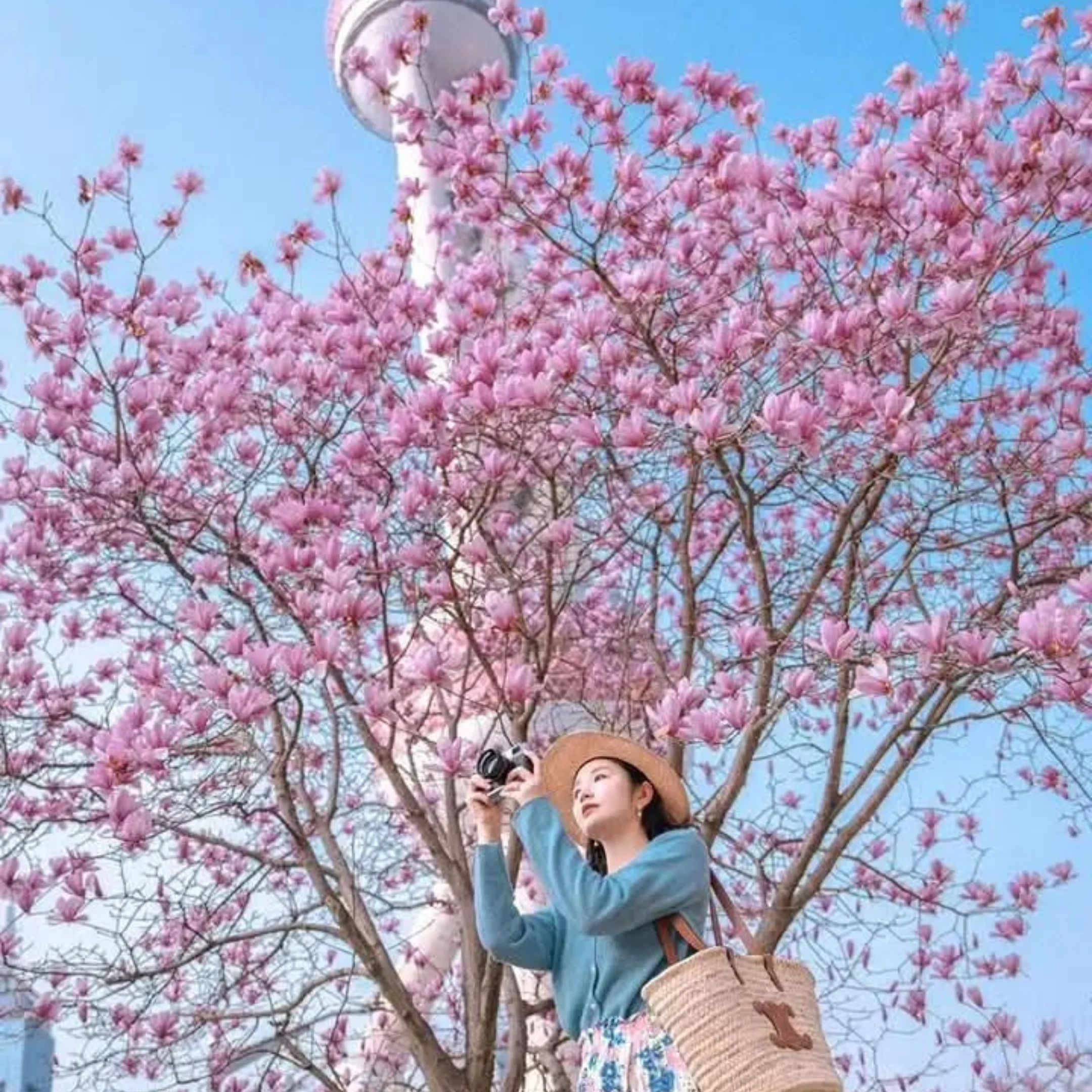 Tour Thượng Hải – Ô Trấn – Hàng Châu 6 ngày 5 đêm từ Hà Nội | Tết Dương Lịch 2026 (No Shopping)