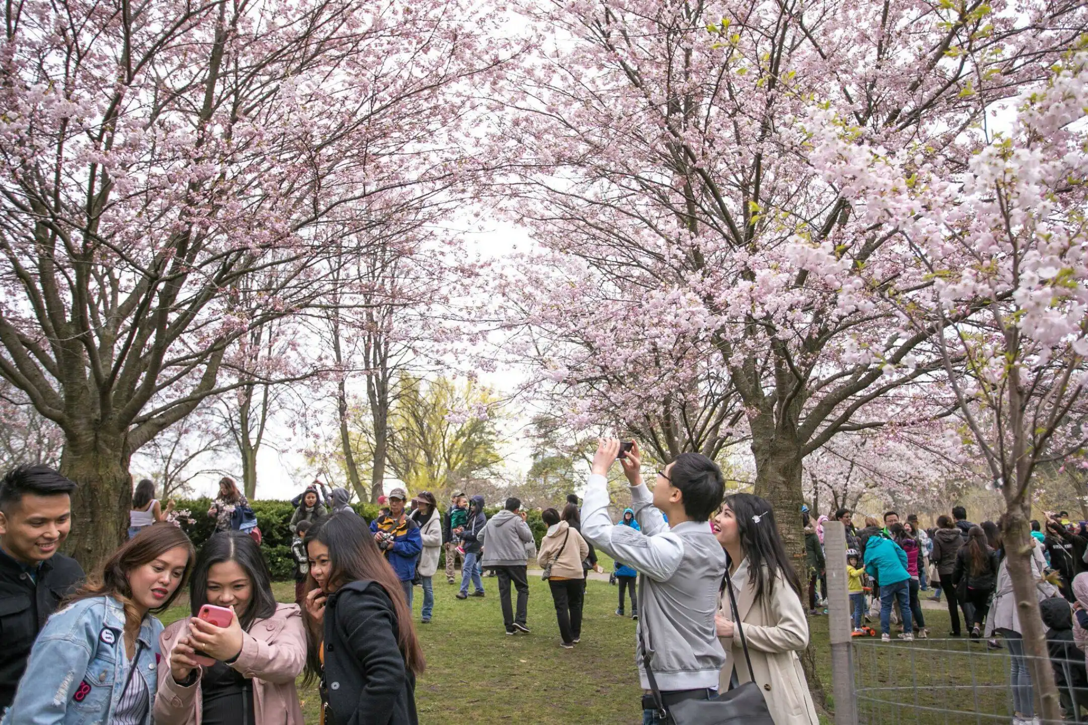 Tour Canada mùa hoa anh đào