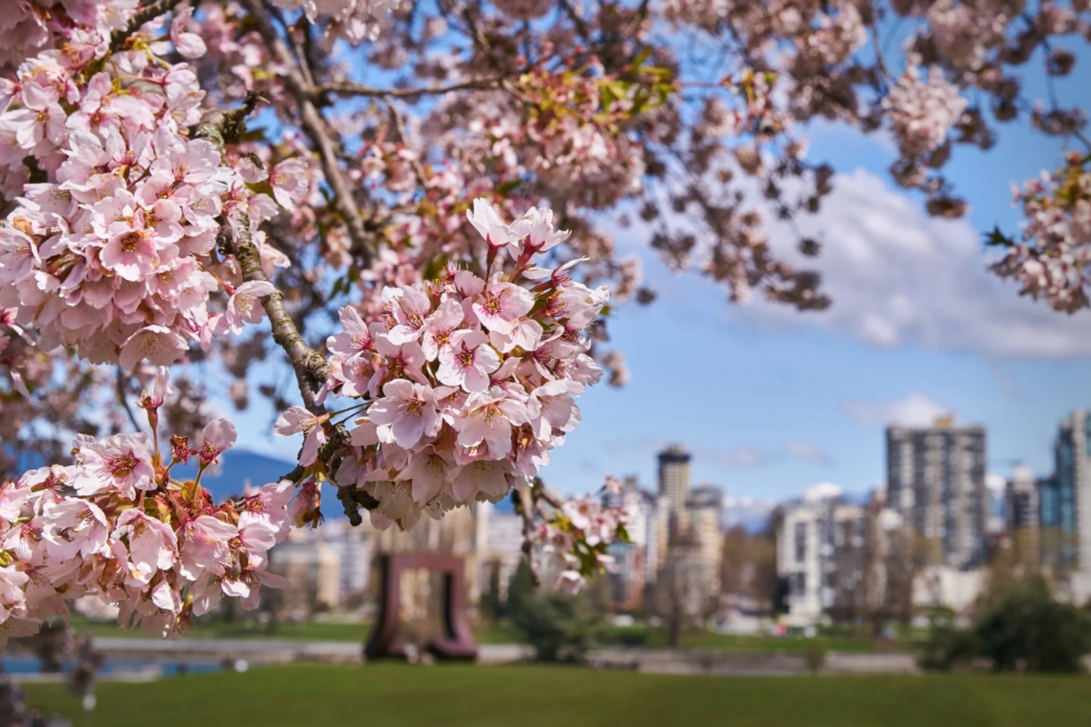 Tour Canada mùa hoa anh đào