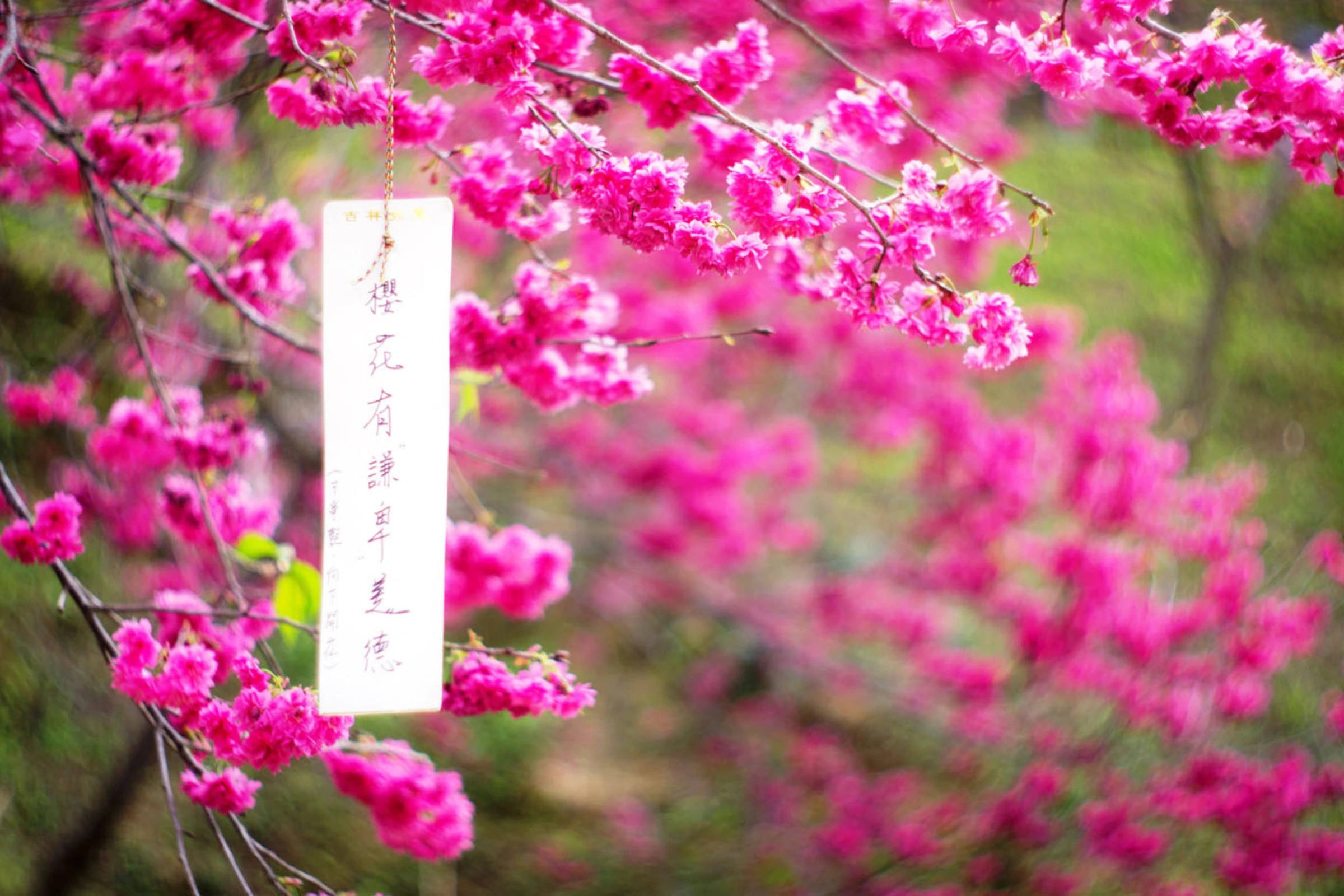 Tour Đài Loan Tết 2026: Hà Nội - Đài Nam - Cao Hùng - Đài Trung - Đài Bắc