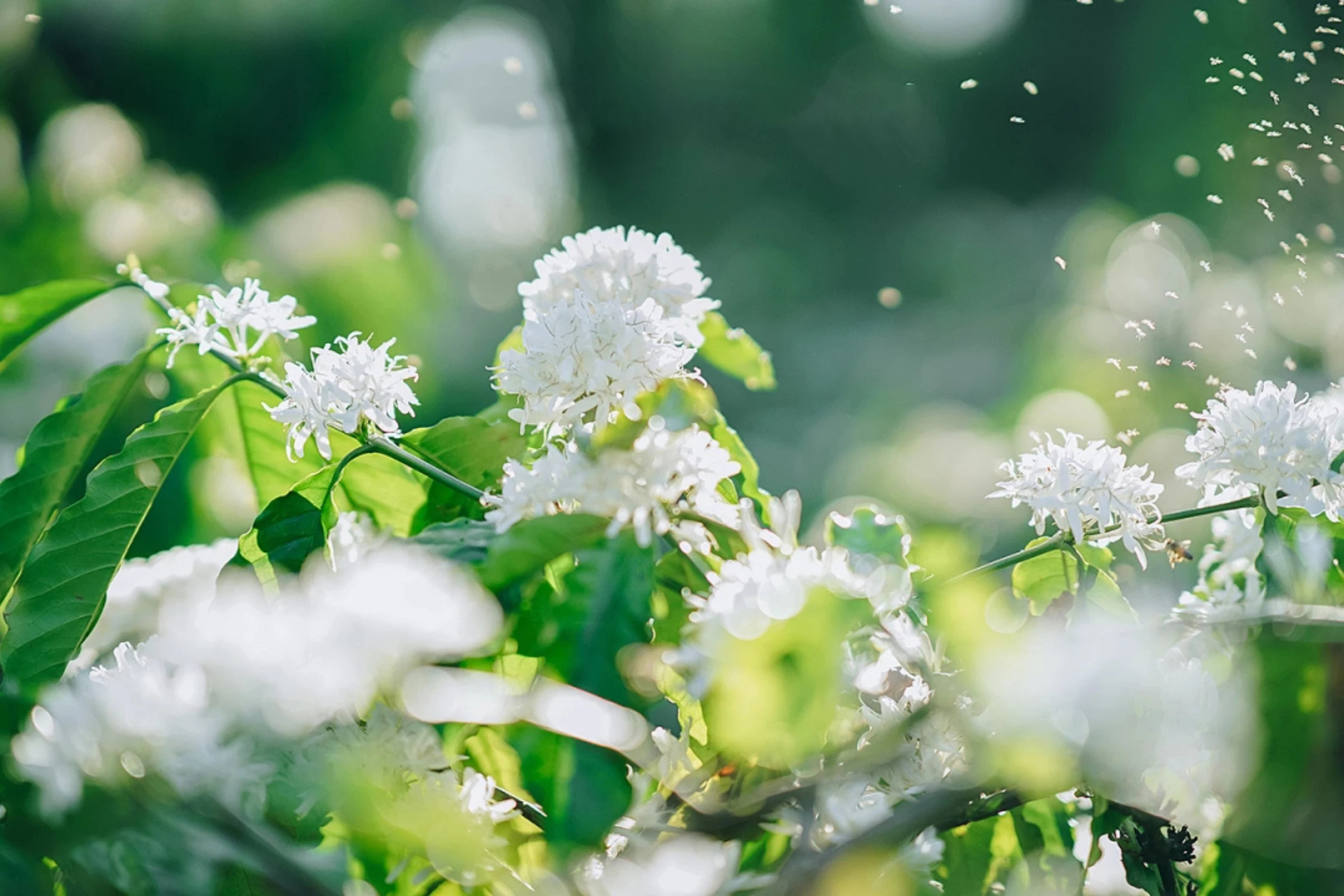 Tour du lịch Buôn Ma Thuột trọn gói