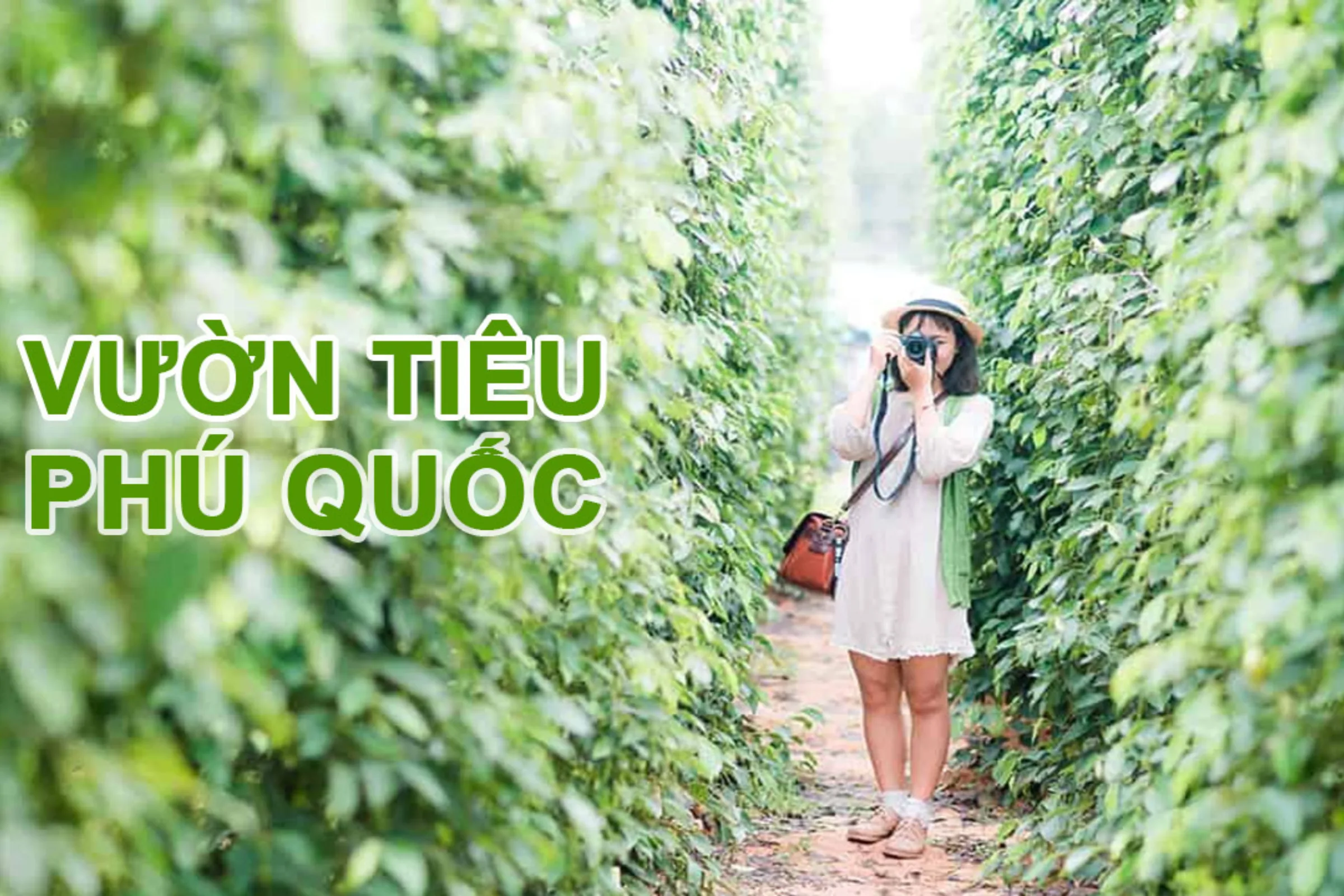 Vườn tiêu Phú Quốc