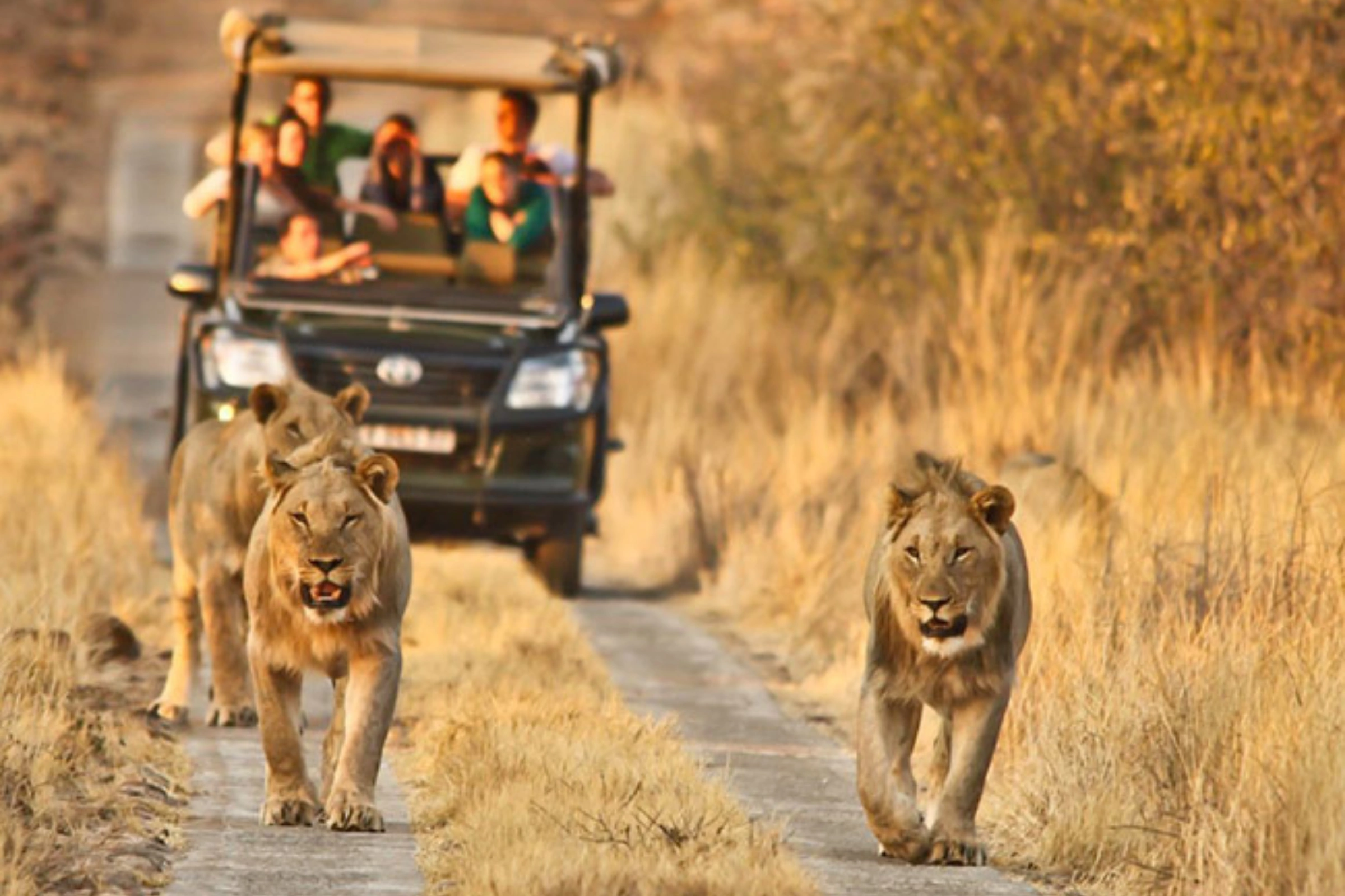 Tour Nam Phi Tết Nguyên đán 2026: Capetown - Thị trấn rượu vang Stellenbosch - Johannesburg - Pretoria - Safari Game (8 ngày, 7 đêm)