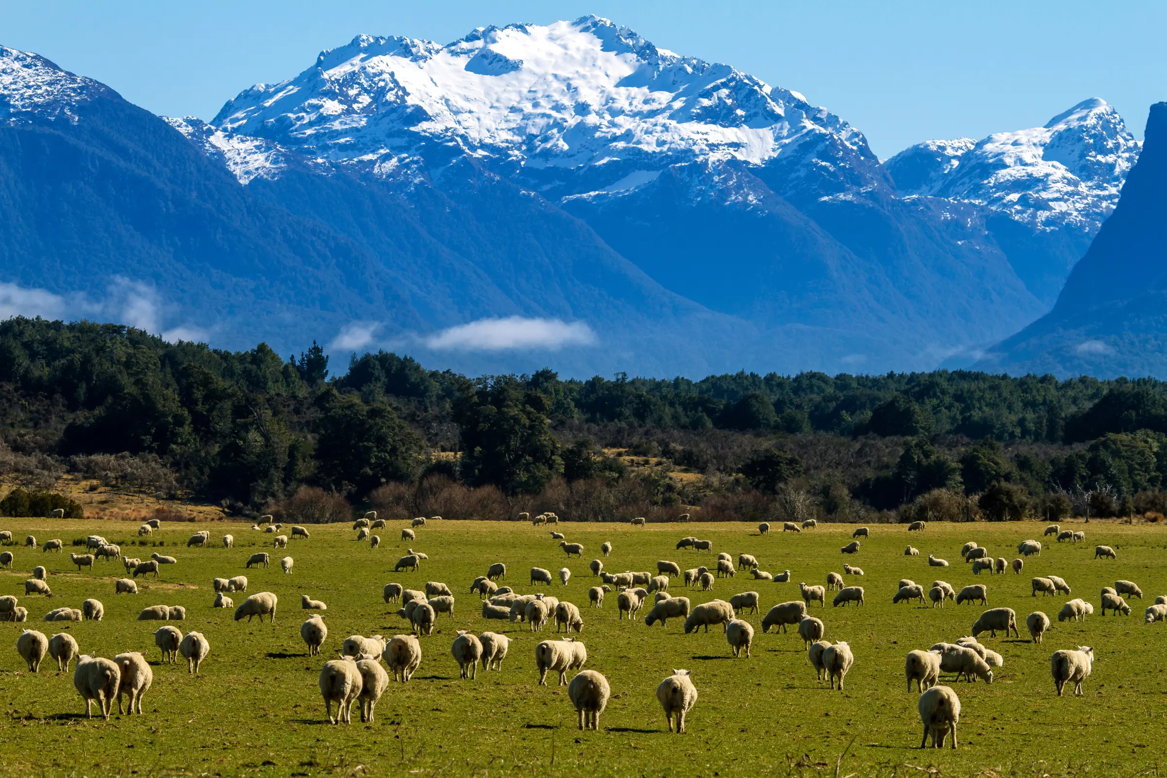 Tour New Zealand Tết Nguyên đán 2026 