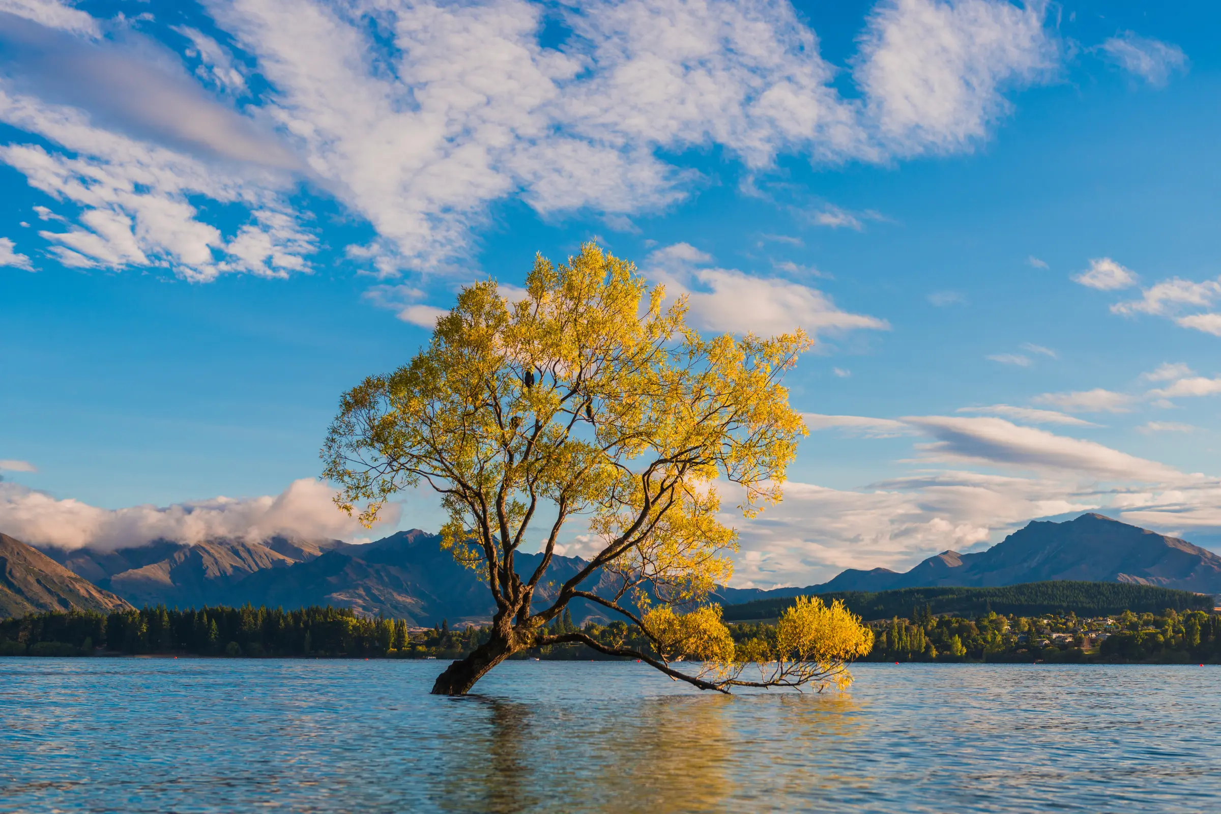 Tour New Zealand Tết Nguyên đán 2026 