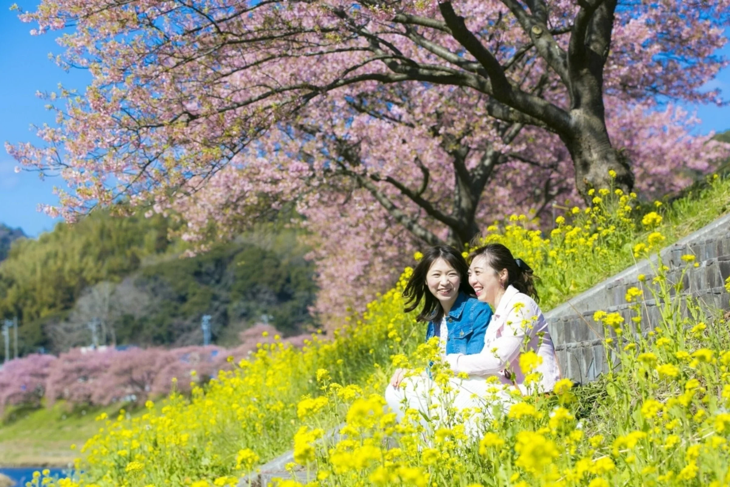 Tour Nhật Bản Tết 2026 + Ngắm hoa anh đào sớm: TP. HCM -  Tokyo – Phú Sĩ – Nagoya – Kyoto – Osaka