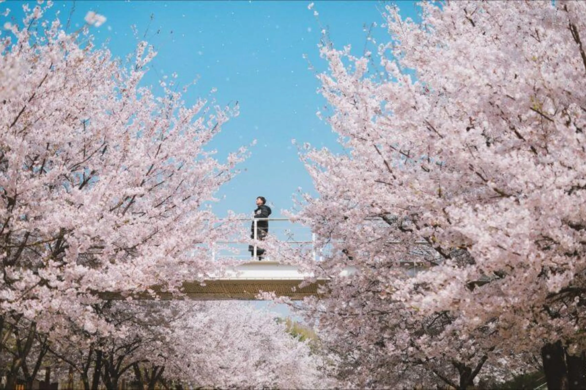 Top 12 địa điểm check-in khi đi Hàn Quốc xem BTS Concert 2026