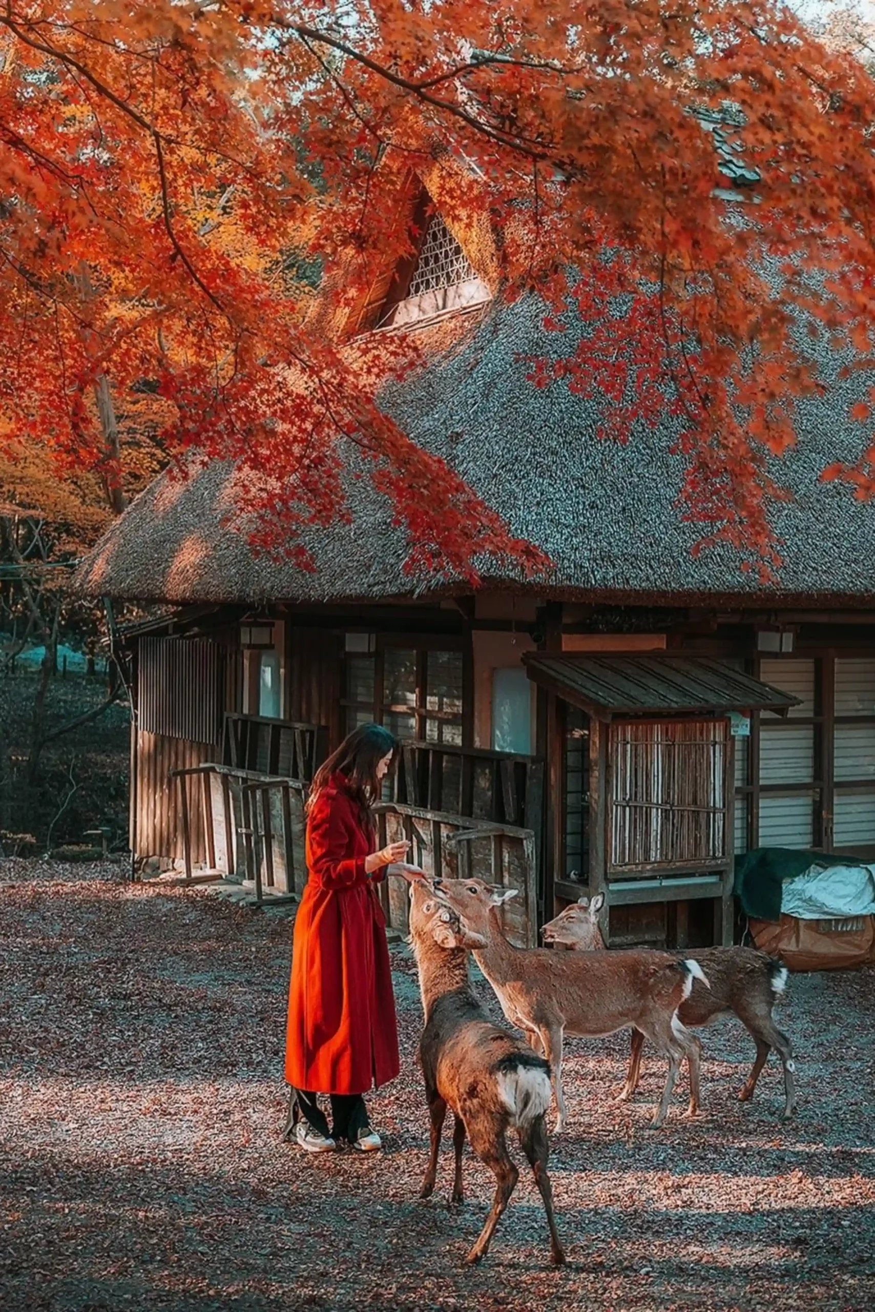 Tour Nhật Bản mùa thu